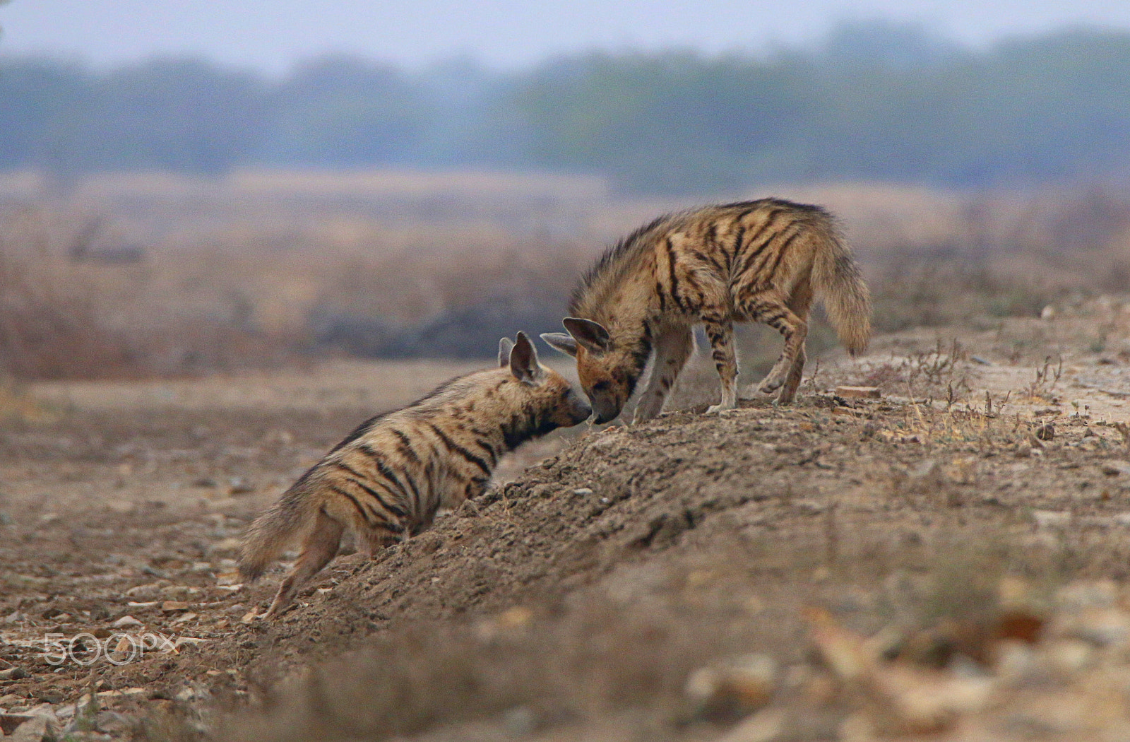 Canon EOS 70D + Canon EF 100-400mm F4.5-5.6L IS II USM sample photo. Striped hyena photography