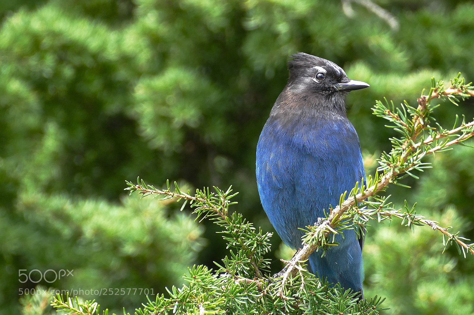 Leica V-Lux (Typ 114) sample photo. Blue jay photography