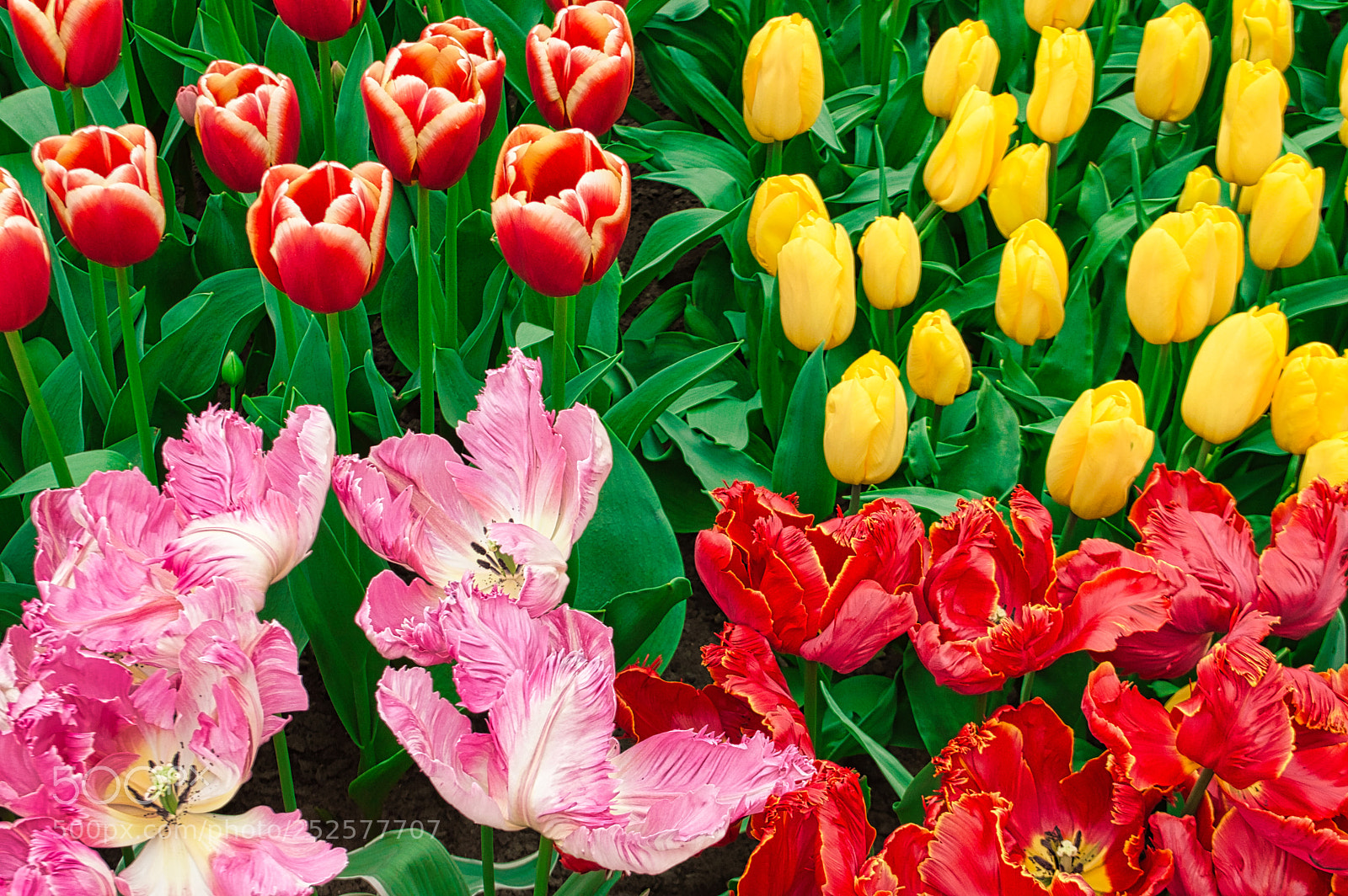 Nikon D3200 sample photo. Flowers photography