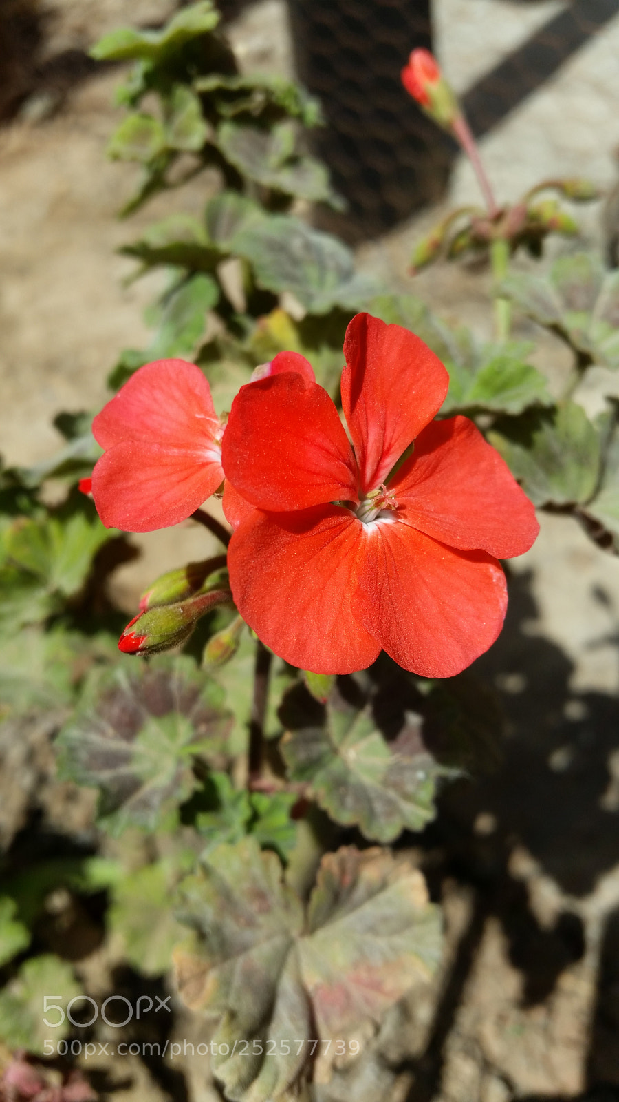 Samsung Galaxy S5 sample photo. Untitled photography
