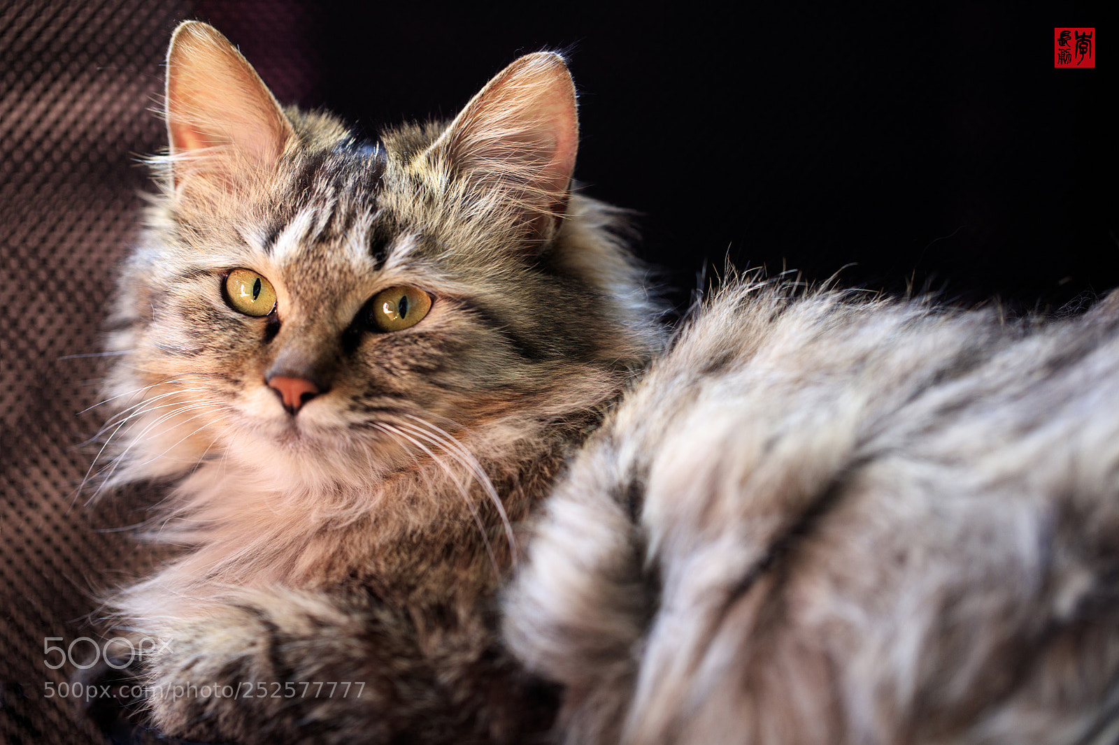 Canon EOS 5DS R sample photo. Hello, miss cat photography