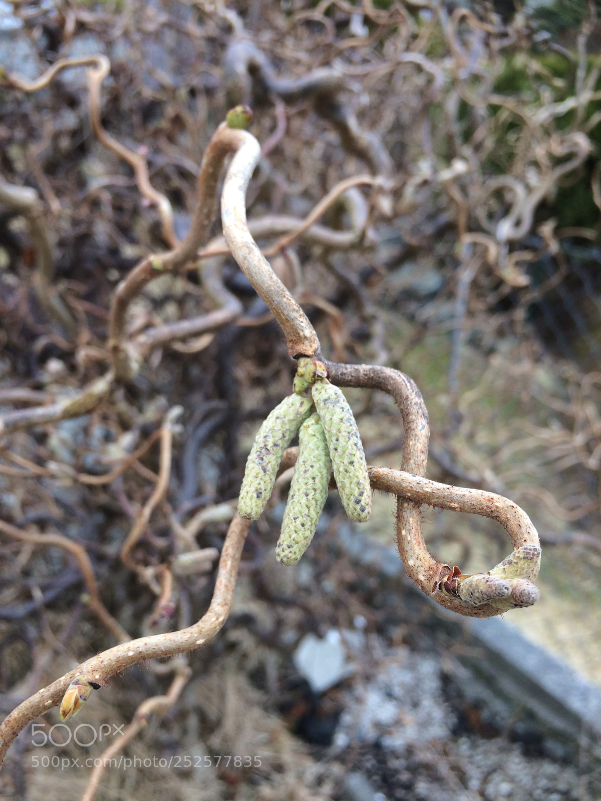 Apple iPhone 5s sample photo. Beginning photography