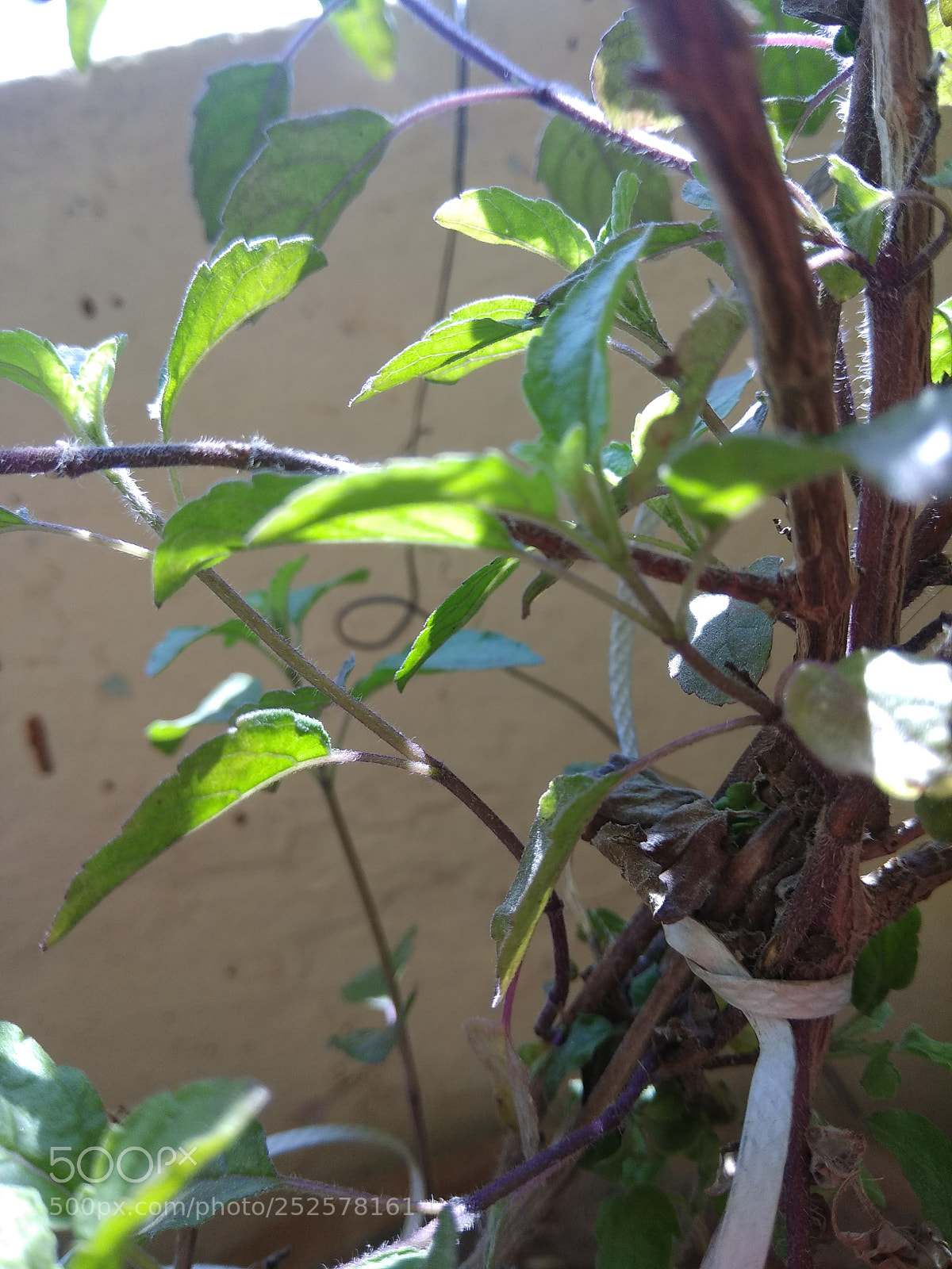Xiaomi Redmi Note 4 sample photo. Holy plant photography
