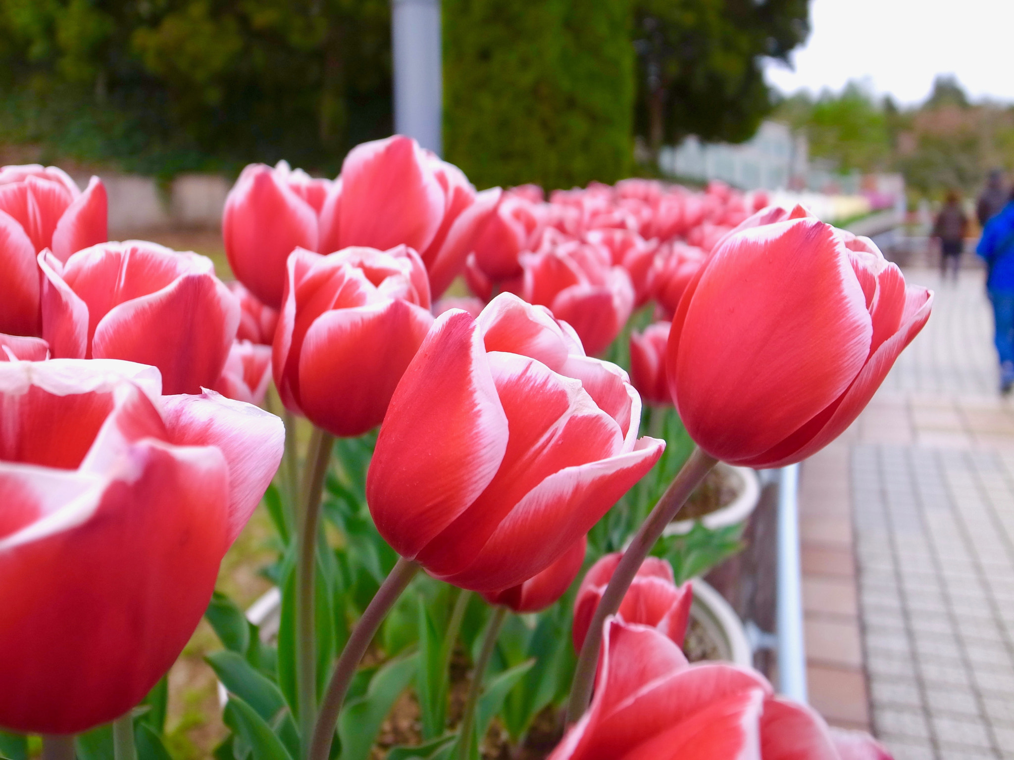 Ricoh GR DIGITAL 4 sample photo. Tulip0407 photography
