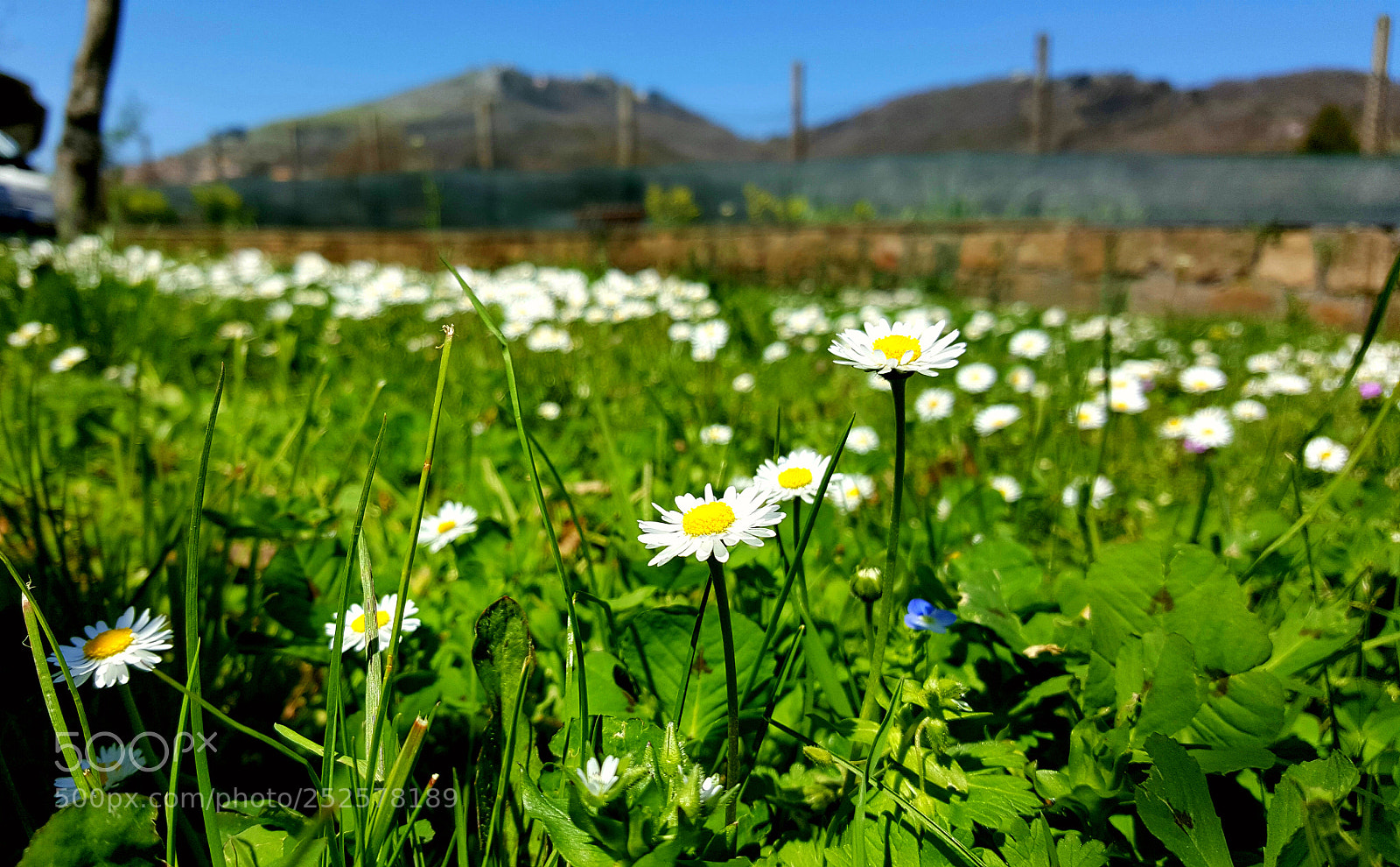Samsung GALAXY S6 edge sample photo. Spring photography