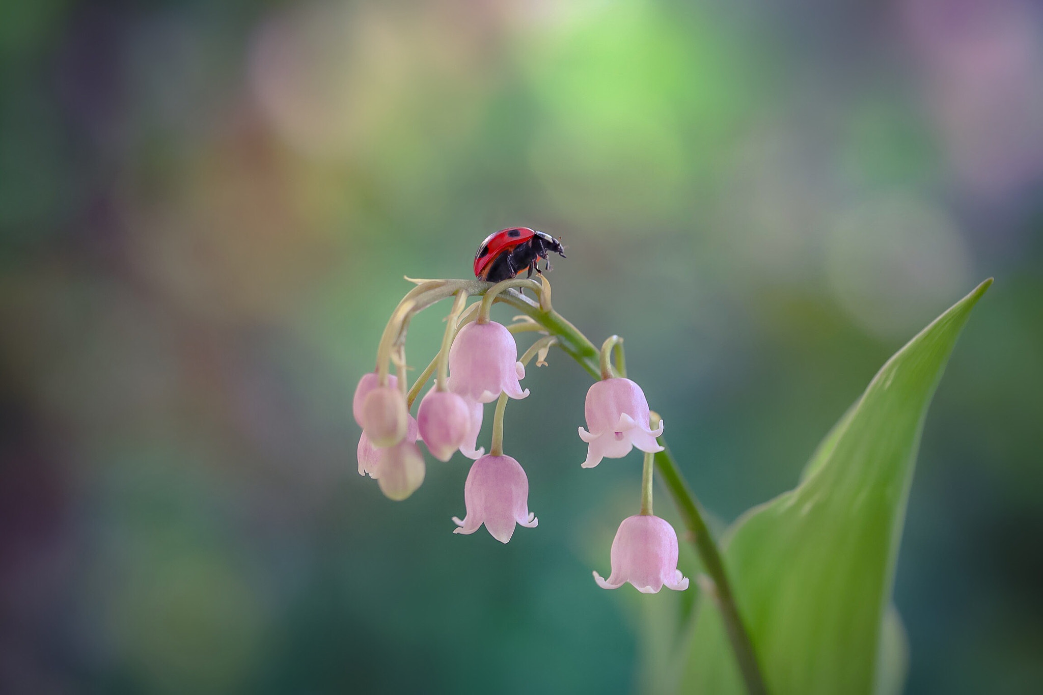 Canon EOS 760D (EOS Rebel T6s / EOS 8000D) sample photo. I will arrange the words of my heart on this pink bells photography