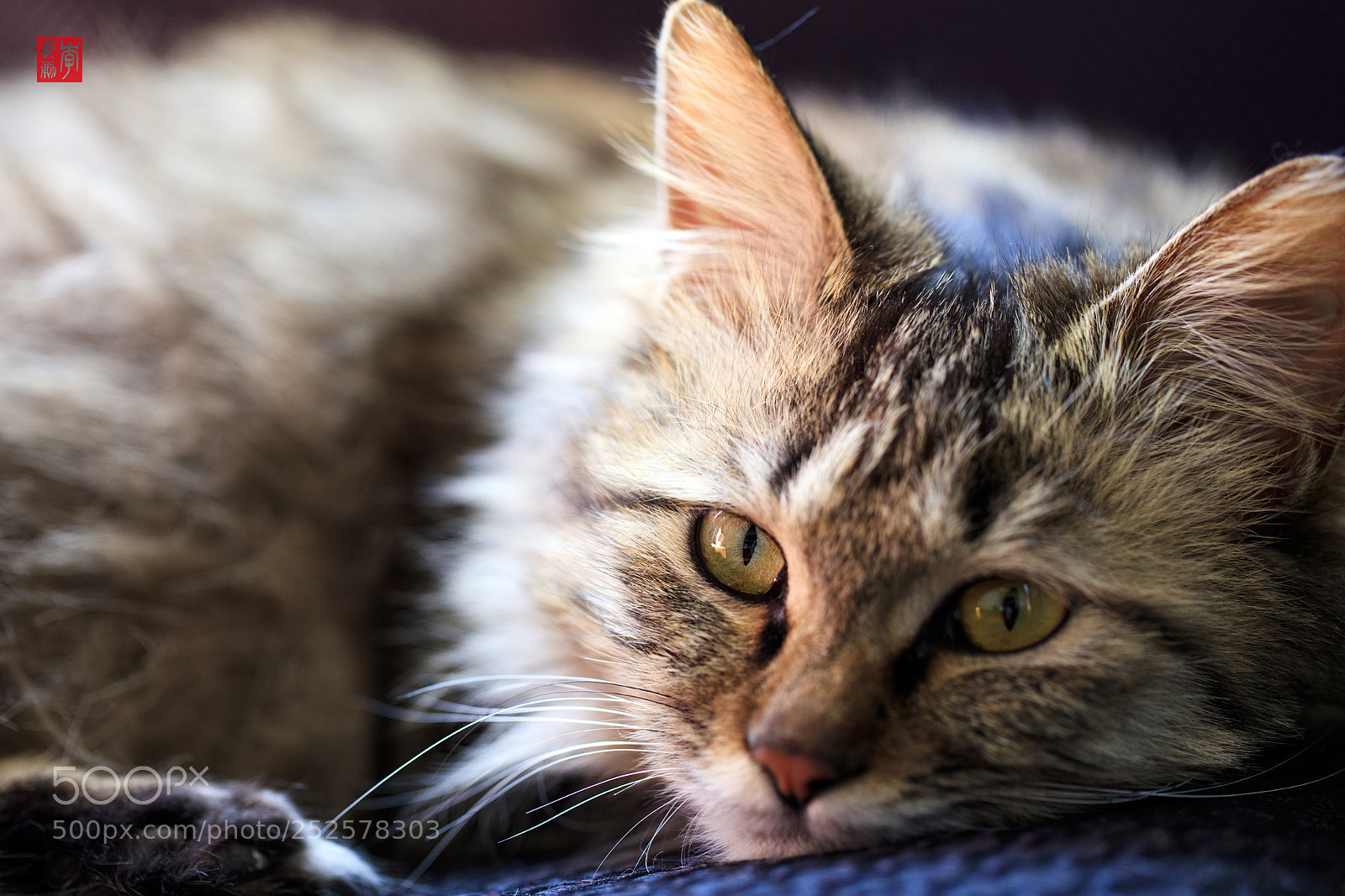 Canon EOS 5DS R sample photo. Hello, miss cat photography