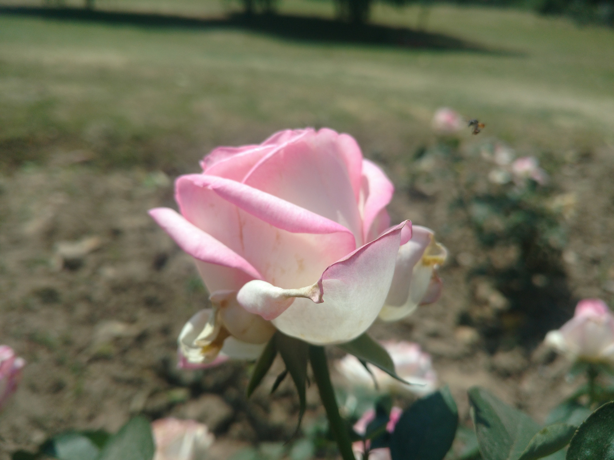 Motorola Moto X Play sample photo