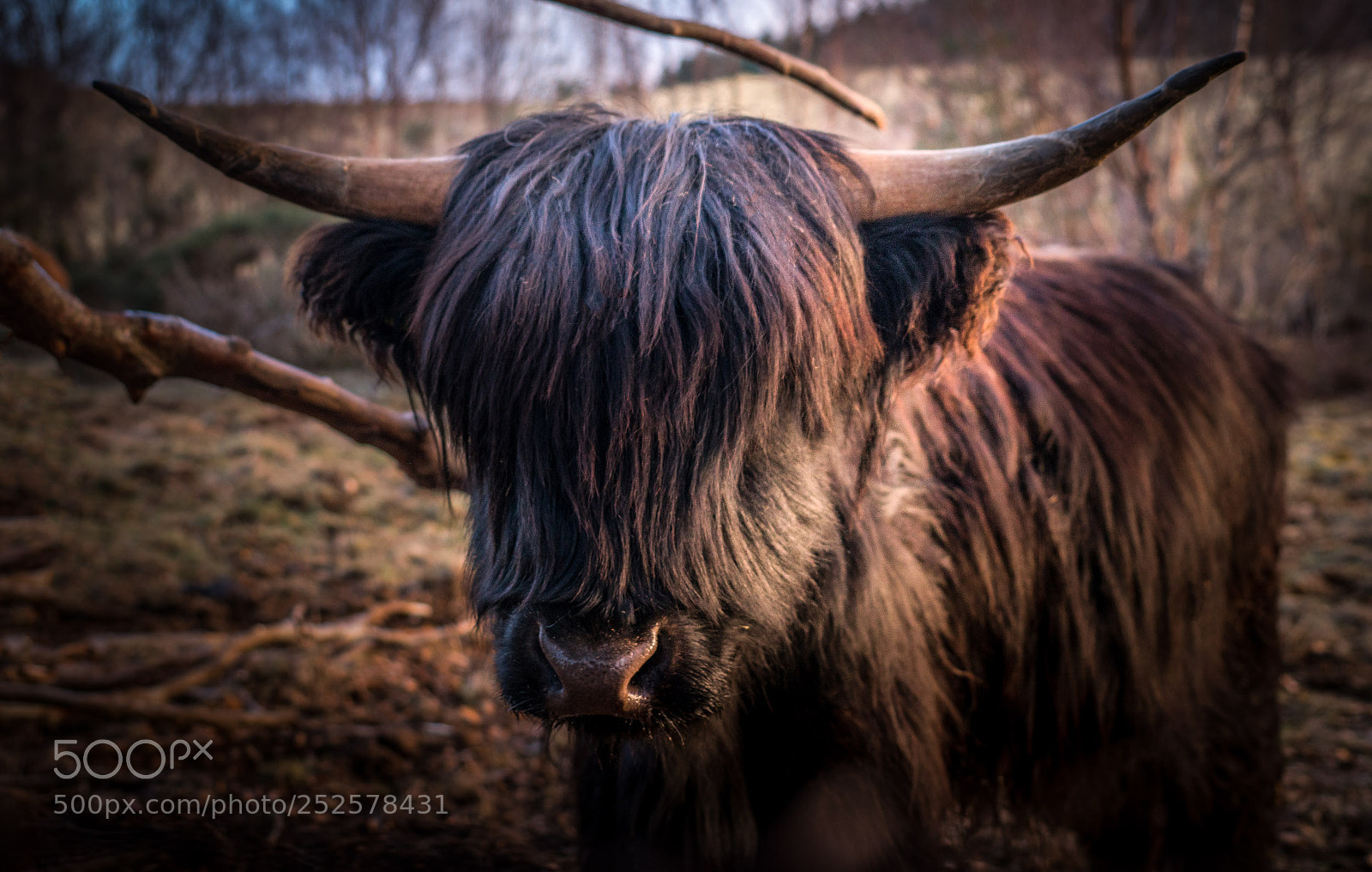 Sony a7R II sample photo. Highland cow from the photography