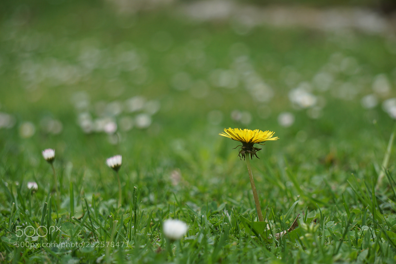 Sony a6000 sample photo. Flower photography