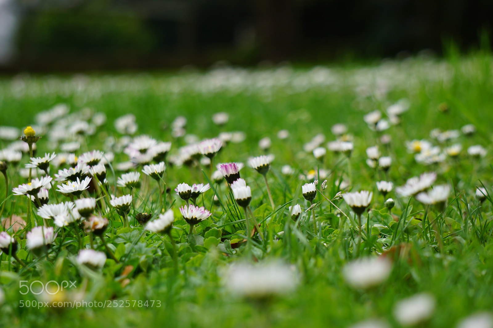 Sony a6000 sample photo. Flowers photography