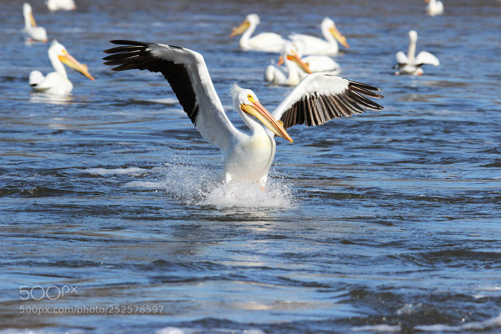 Canon EOS 600D (Rebel EOS T3i / EOS Kiss X5) sample photo. Pelican water landing photography