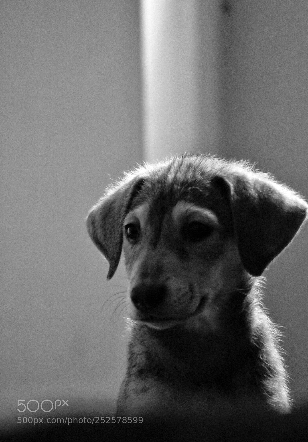 Nikon D5600 sample photo. Puppy love  photography