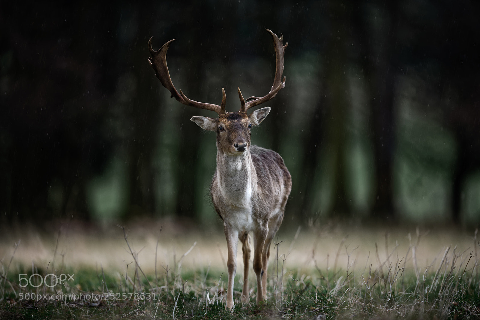 Nikon D850 sample photo. 'before the woods' photography