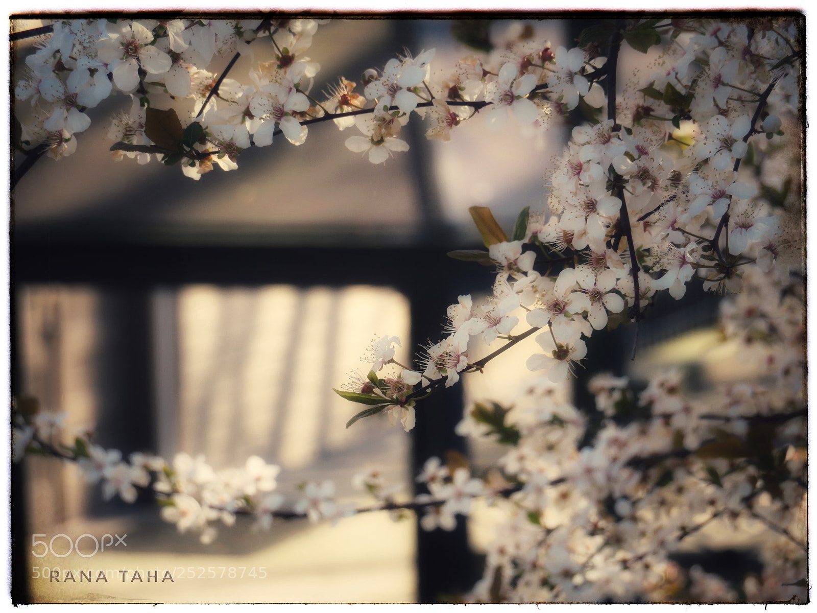 Canon PowerShot SX720 HS sample photo. Cherry blossoms, snohomish wa photography