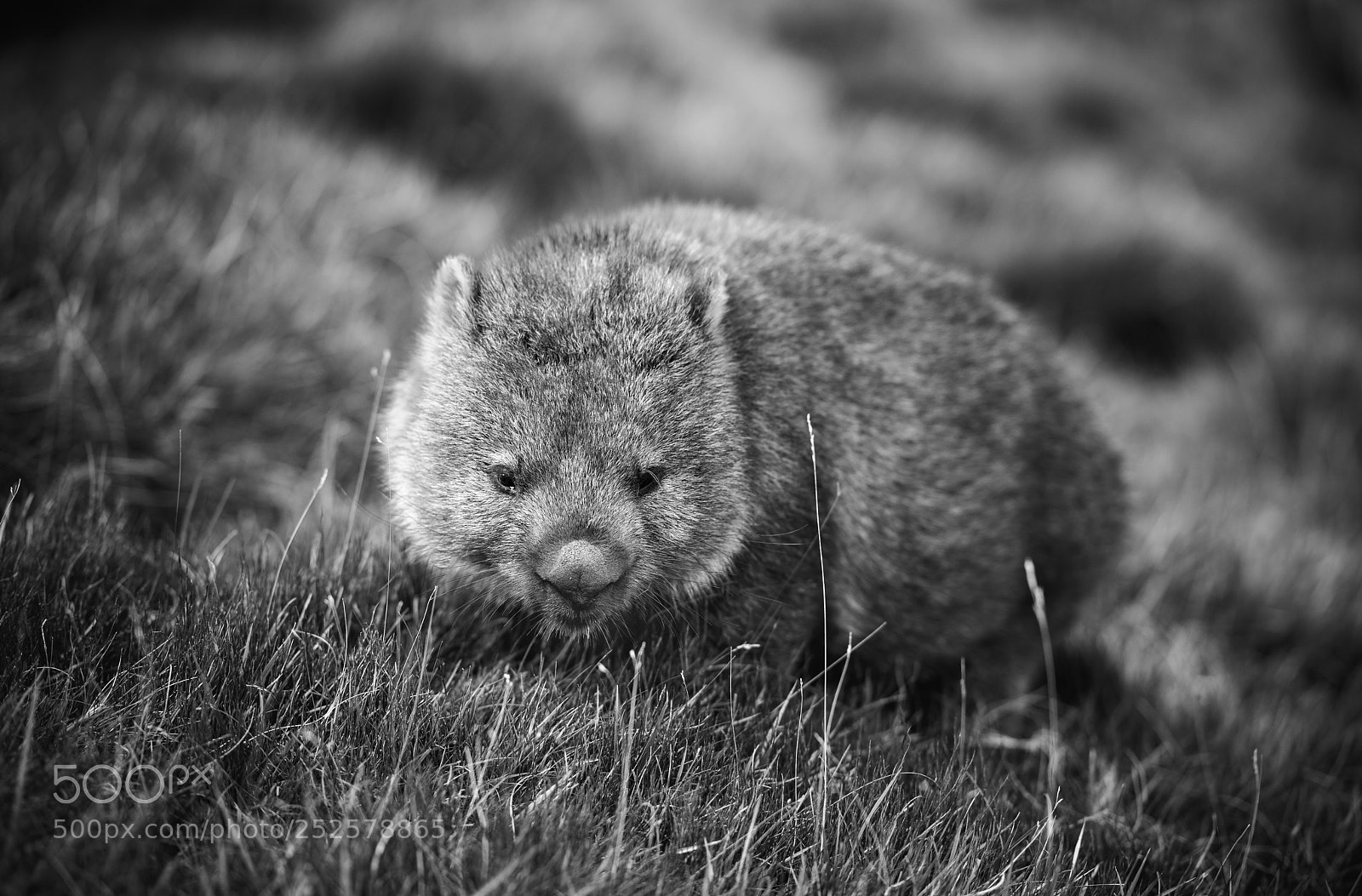 Nikon D850 sample photo. Wombat photography