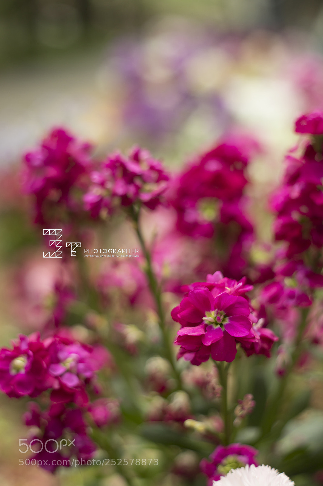 Canon EOS 5D Mark IV sample photo. Spring flower photography