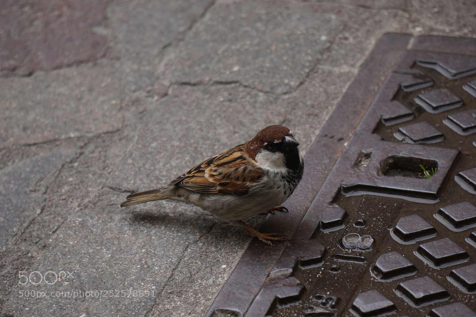 Sony a6000 sample photo. Dsc photography