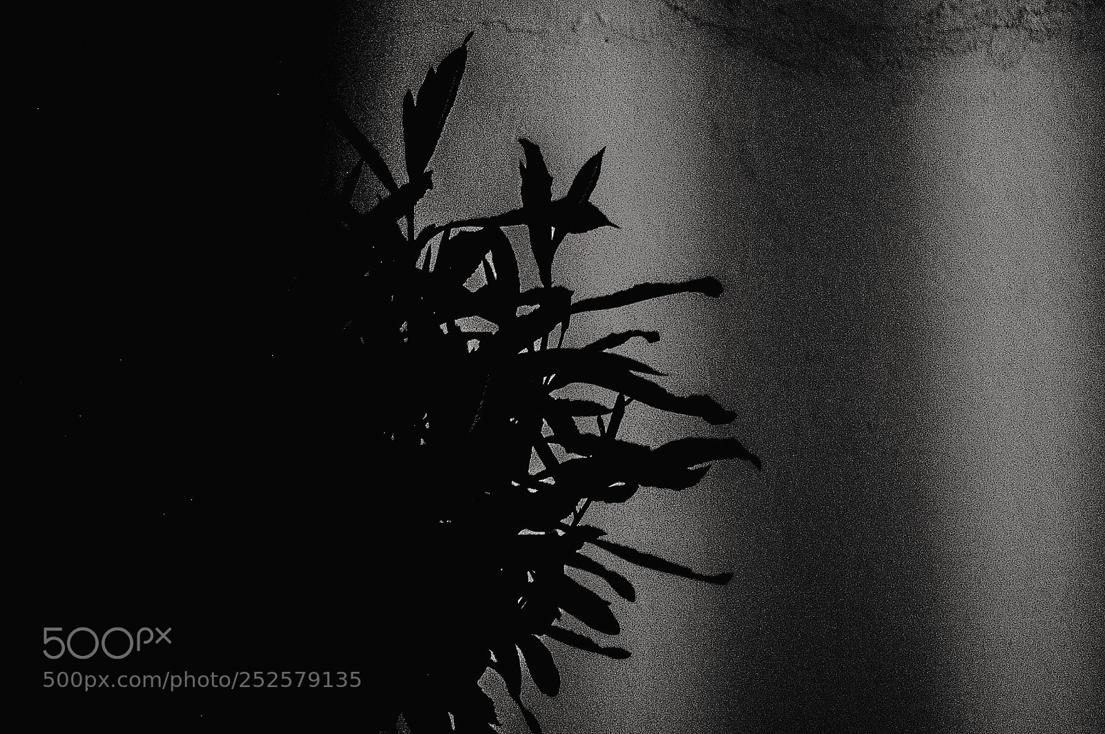 Nikon D70 sample photo. Silhouette of a plant photography
