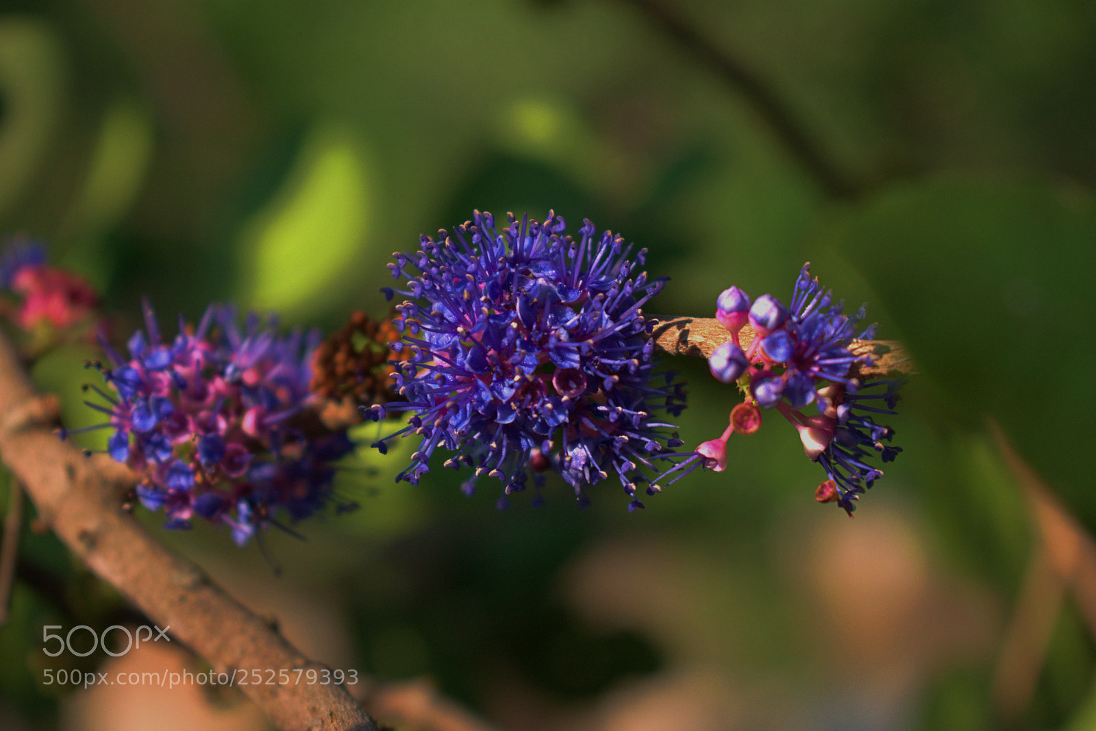 Nikon D3400 sample photo. Purple flower photography
