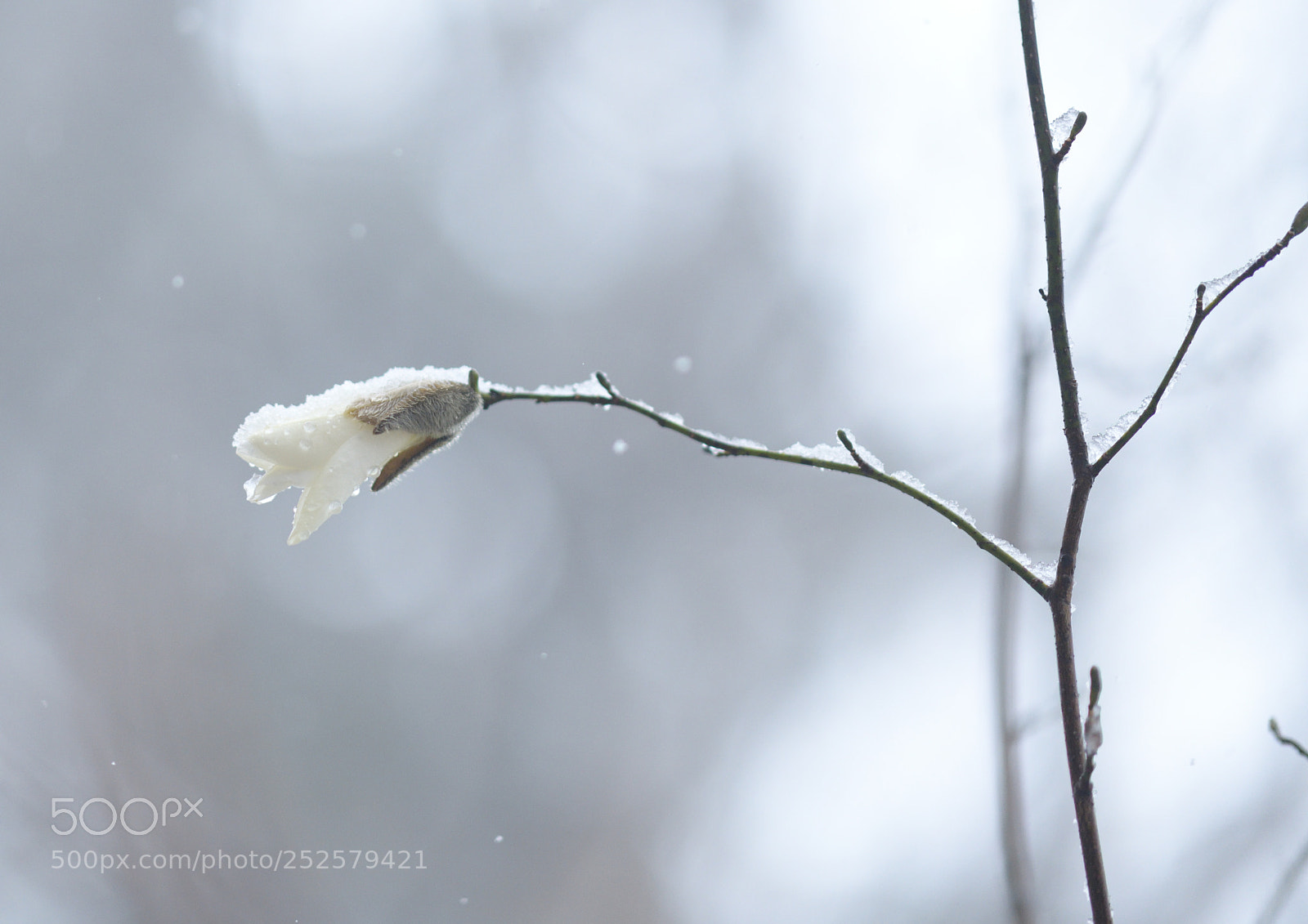 Nikon D850 sample photo. コブシ photography