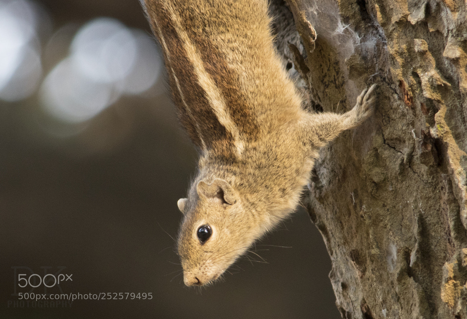 Canon EOS 750D (EOS Rebel T6i / EOS Kiss X8i) sample photo. Tree squirrel photography