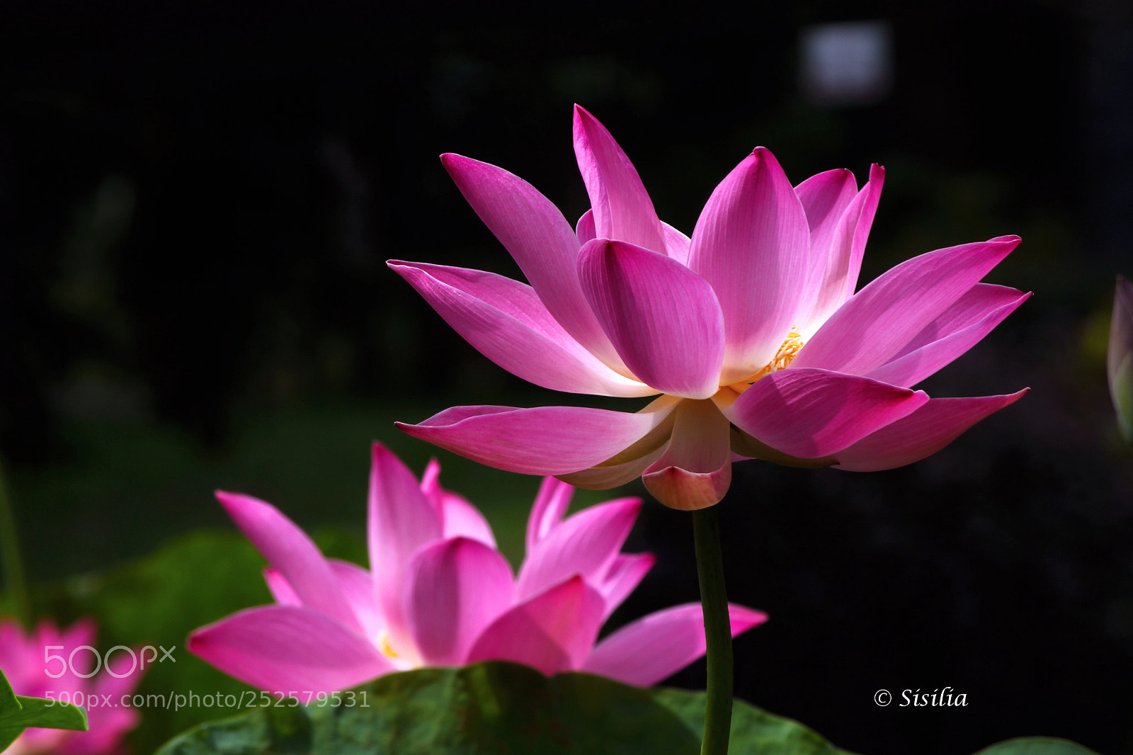 Canon EOS 600D (Rebel EOS T3i / EOS Kiss X5) sample photo. The lotus photography