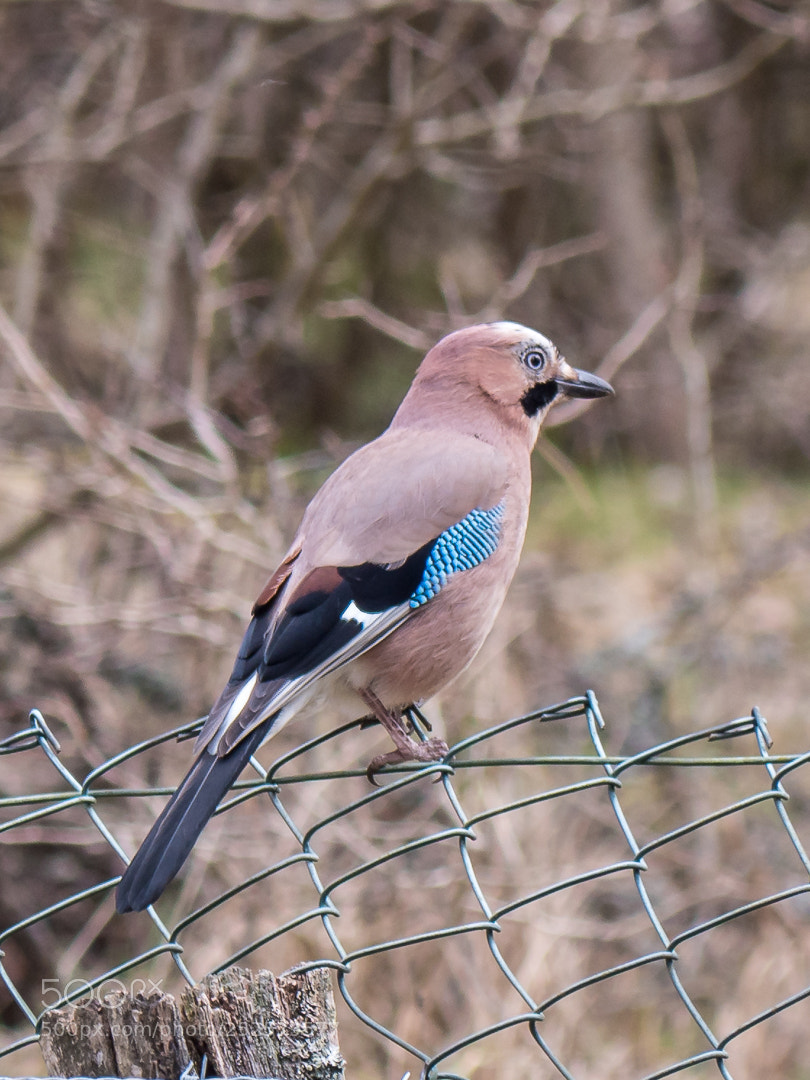 Panasonic Lumix DC-G9 sample photo. Eurasian jay sitting on photography
