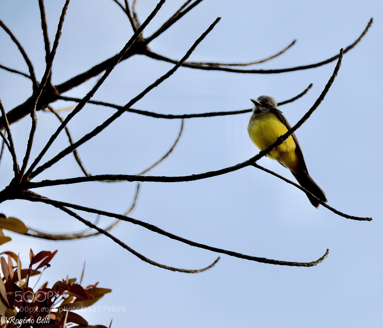 Canon EOS 5D Mark IV sample photo.  nature vibes | birds photography