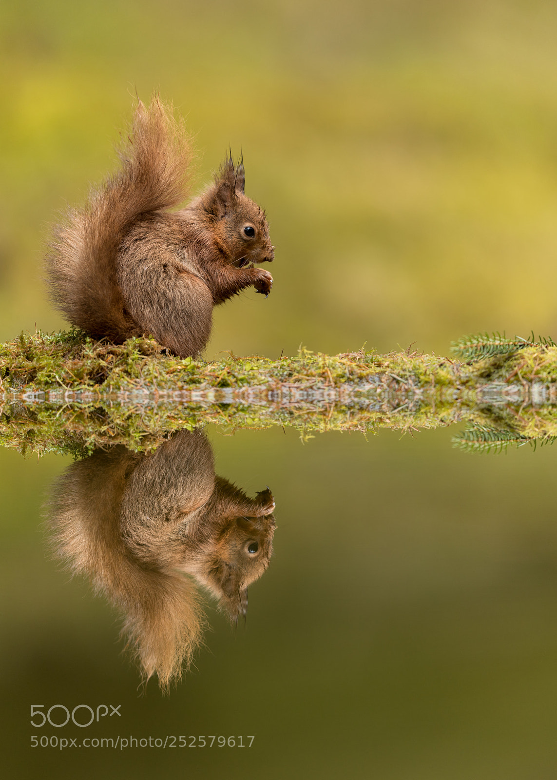 Canon EOS-1D X Mark II sample photo. Squirrel reflection photography
