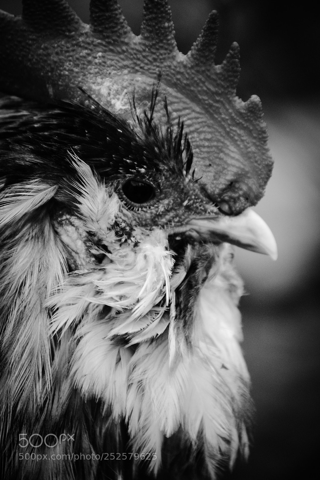 Nikon D3100 sample photo. Cock photography