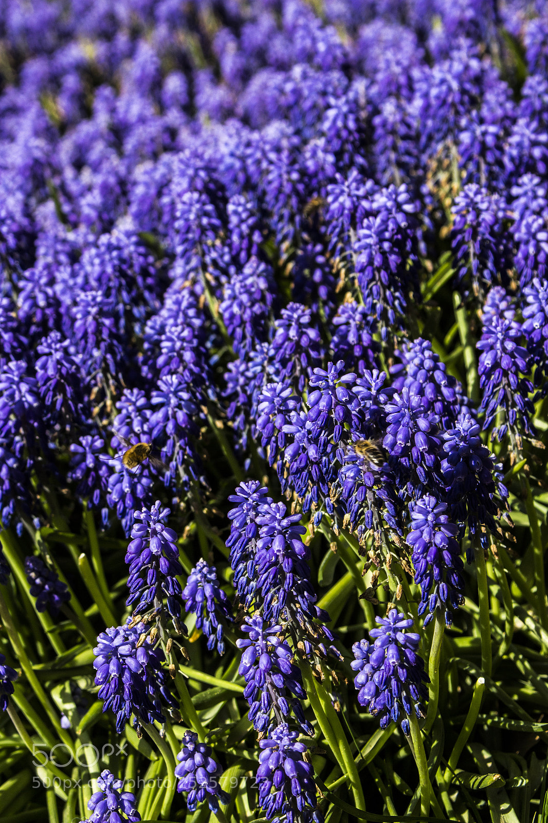 Canon EOS 700D (EOS Rebel T5i / EOS Kiss X7i) sample photo. Untitled photography