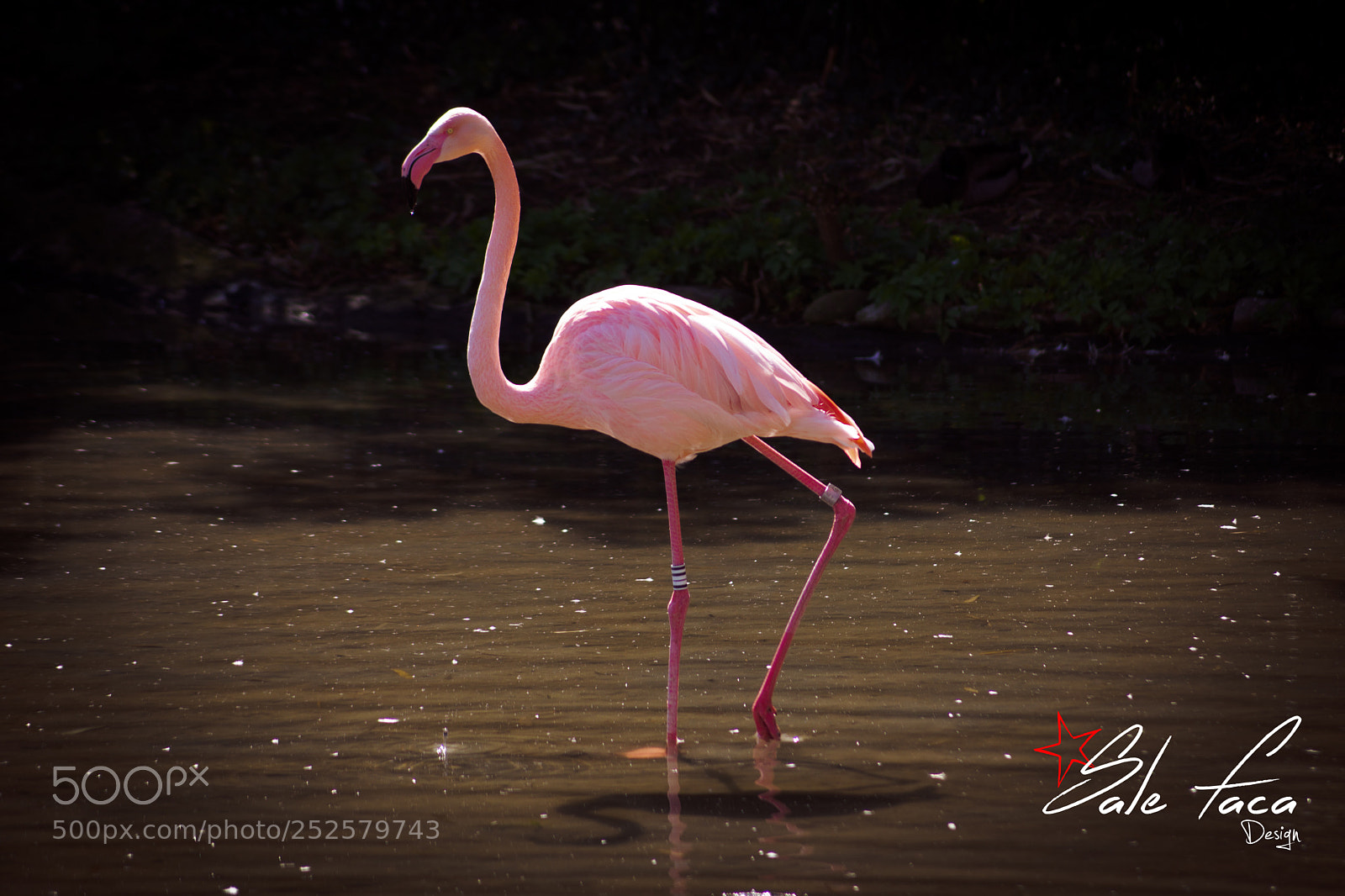 Sony SLT-A65 (SLT-A65V) sample photo. Flamingo photography