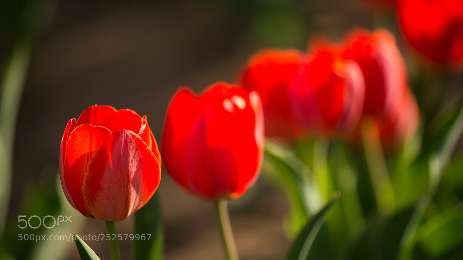 Nikon D800E sample photo. Tulips photography