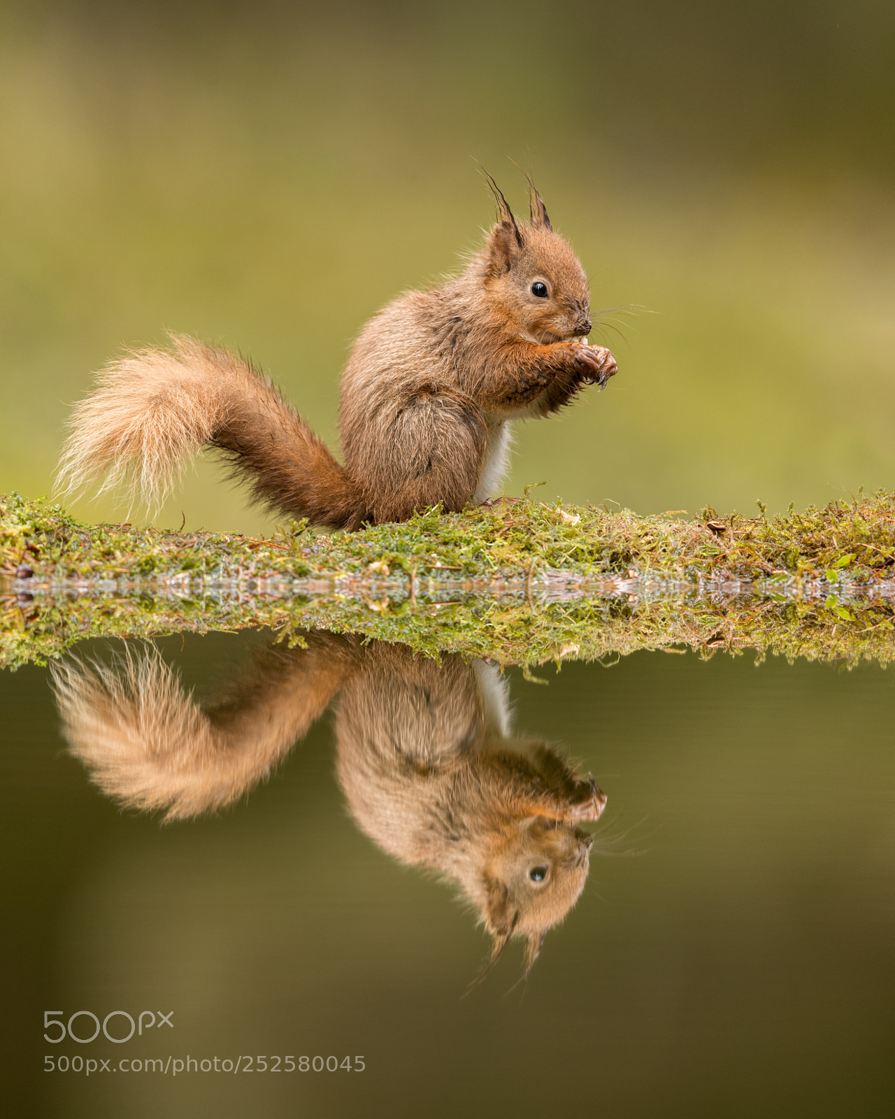 Canon EOS-1D X Mark II sample photo. Squirrel reflection 2 photography