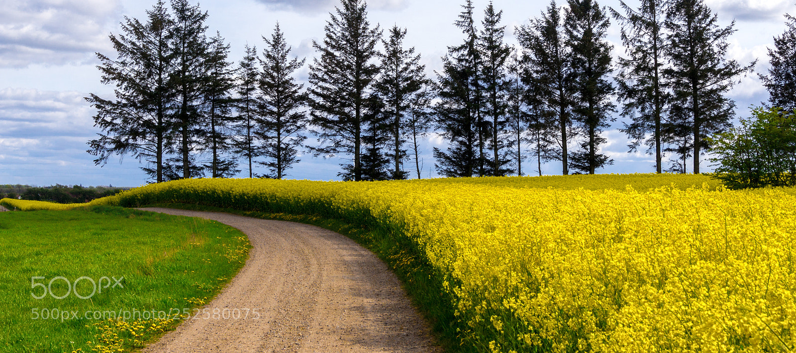 Sony SLT-A55 (SLT-A55V) sample photo. When the rapeseed is photography