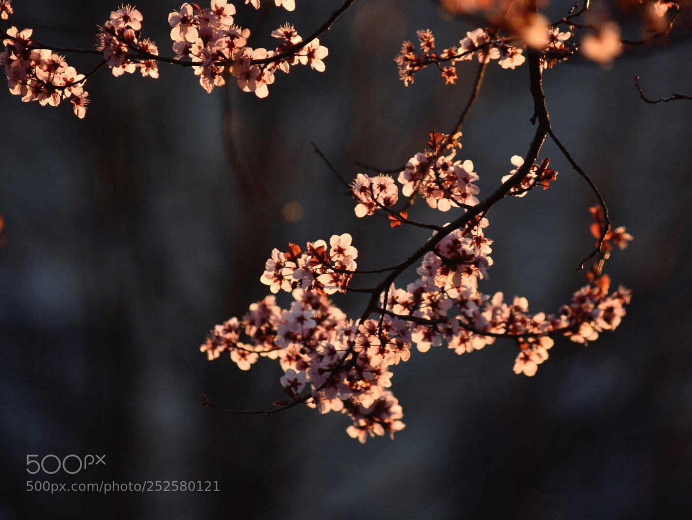 Nikon D7200 sample photo. Spring sunset  photography
