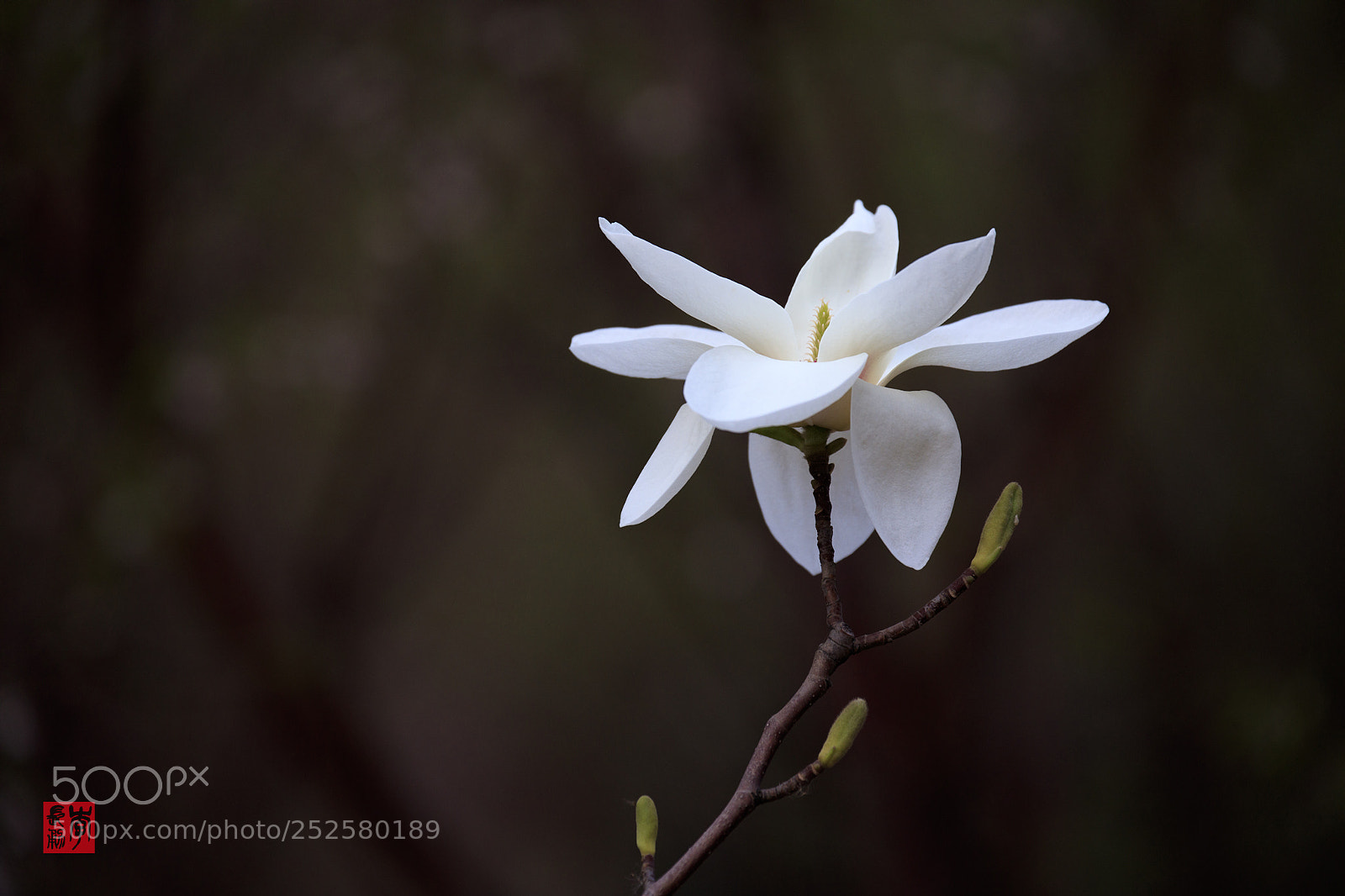 Canon EOS 5DS R sample photo. Magnolia photography