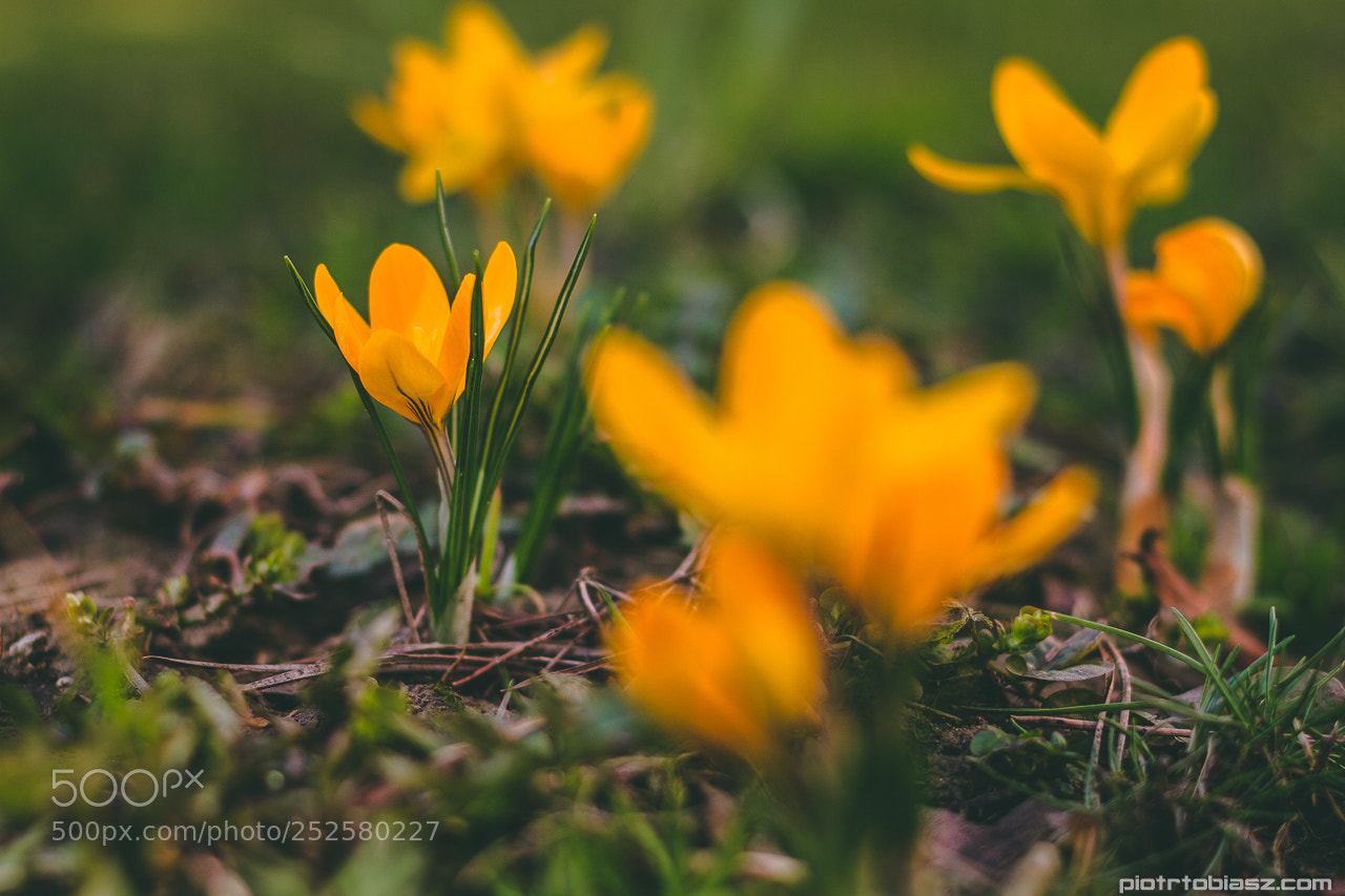 Canon EOS 7D sample photo. Spring has come :) photography