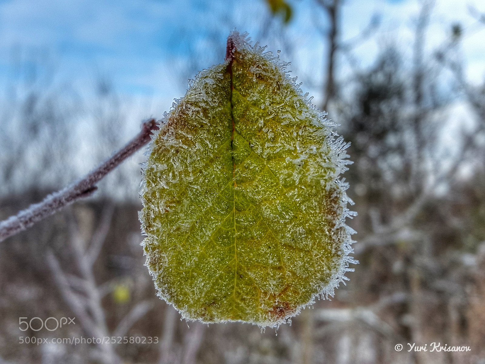 Samsung Galaxy Alpha sample photo. Hoarfrost on a leaf photography