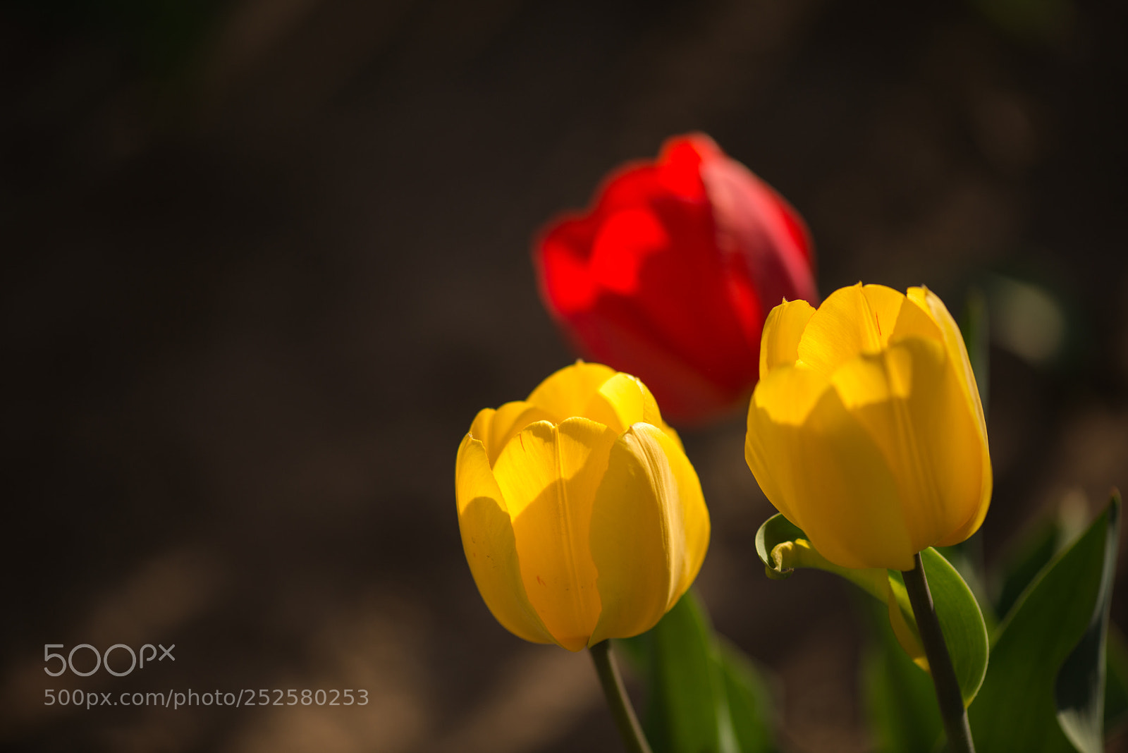 Nikon D800E sample photo. Tulips photography