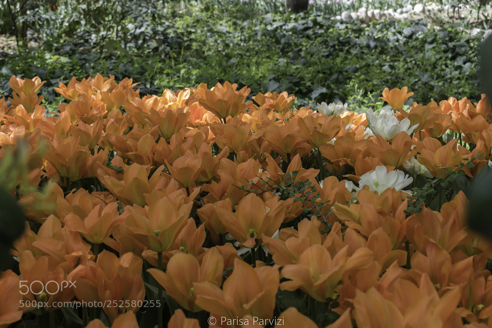 Nikon D5500 sample photo. Iranian garden photography