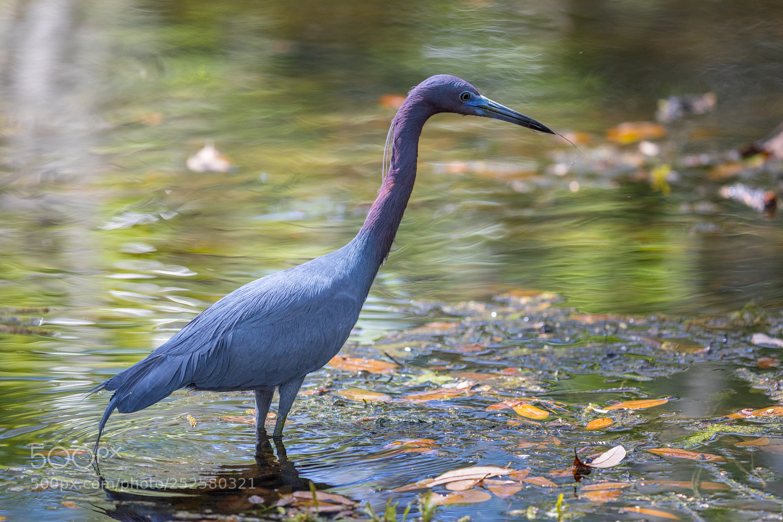 Canon EOS 5D Mark IV sample photo. Tri colored heron photography