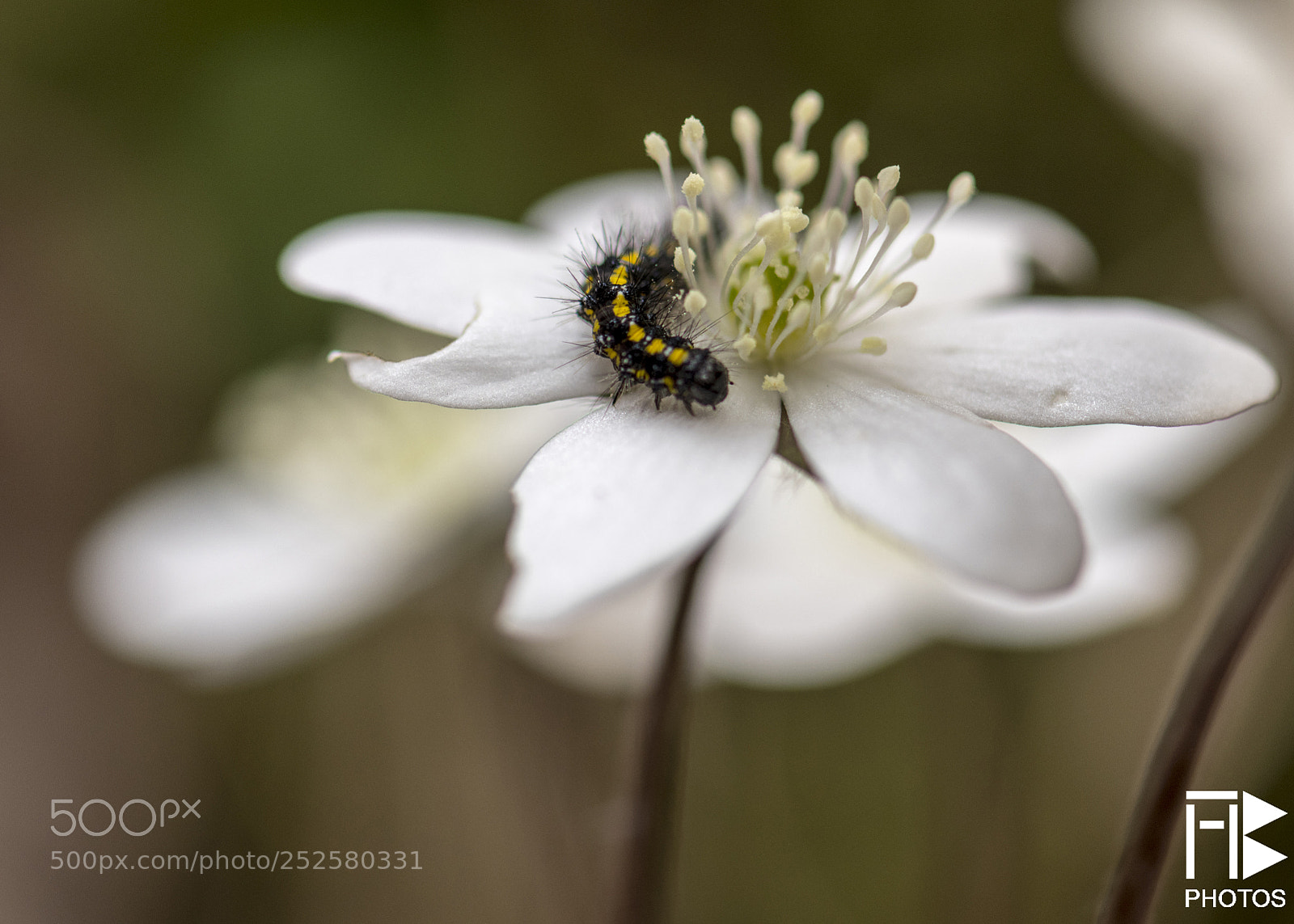 Nikon D850 sample photo. Caterpillar on flower photography