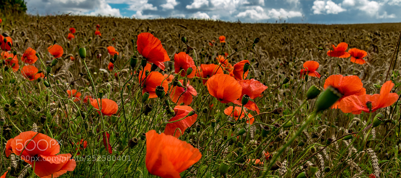 Sony ILCA-77M2 sample photo. Poppies at the cornfield photography