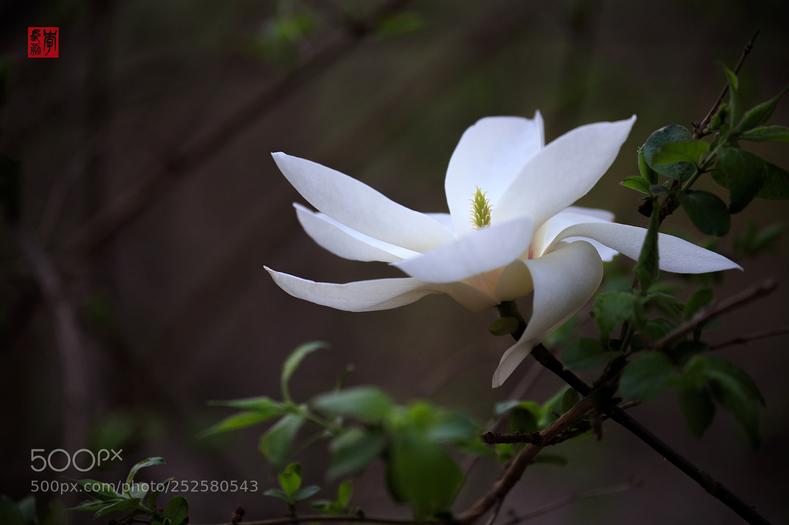 Canon EOS 5DS R sample photo. Magnolia photography