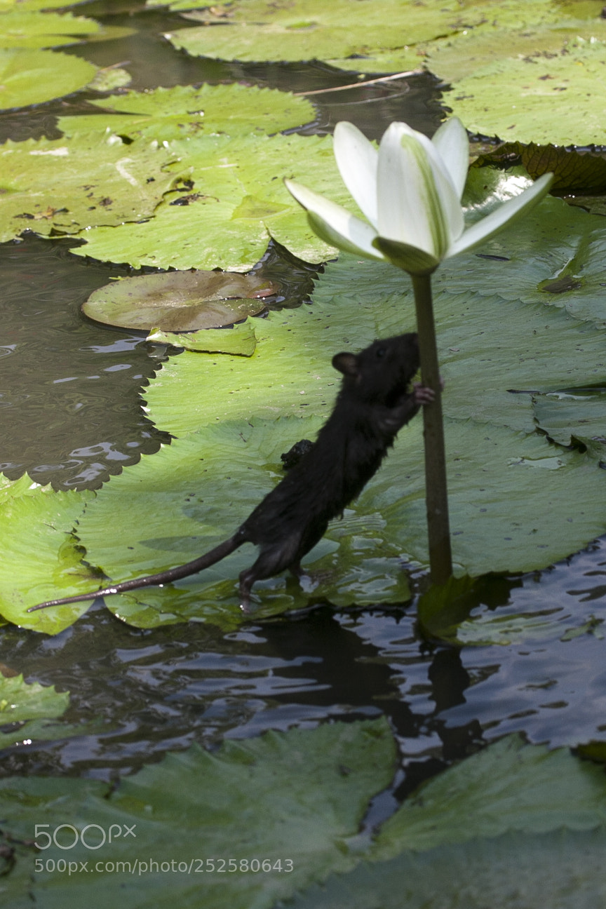 Canon EOS 40D sample photo. Img photography