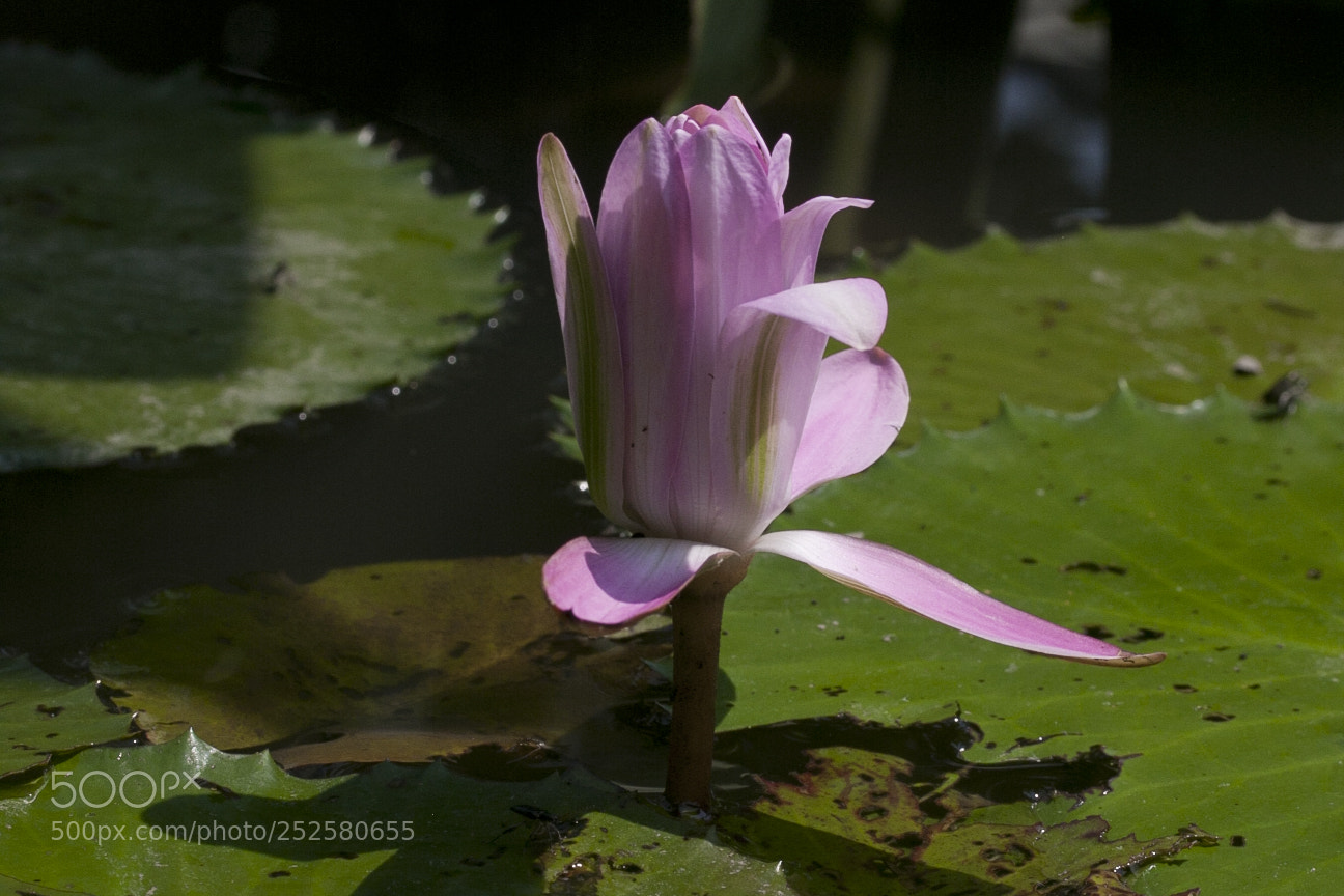 Canon EOS 40D sample photo. Img photography