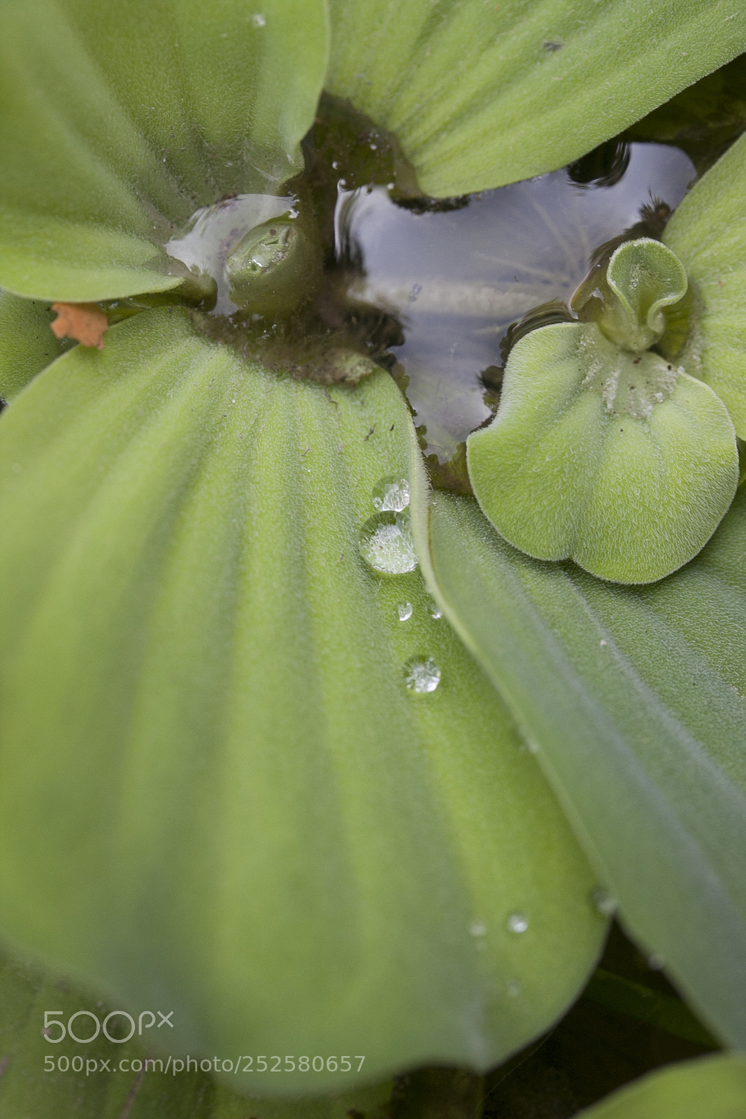 Canon EOS 40D sample photo. Img photography