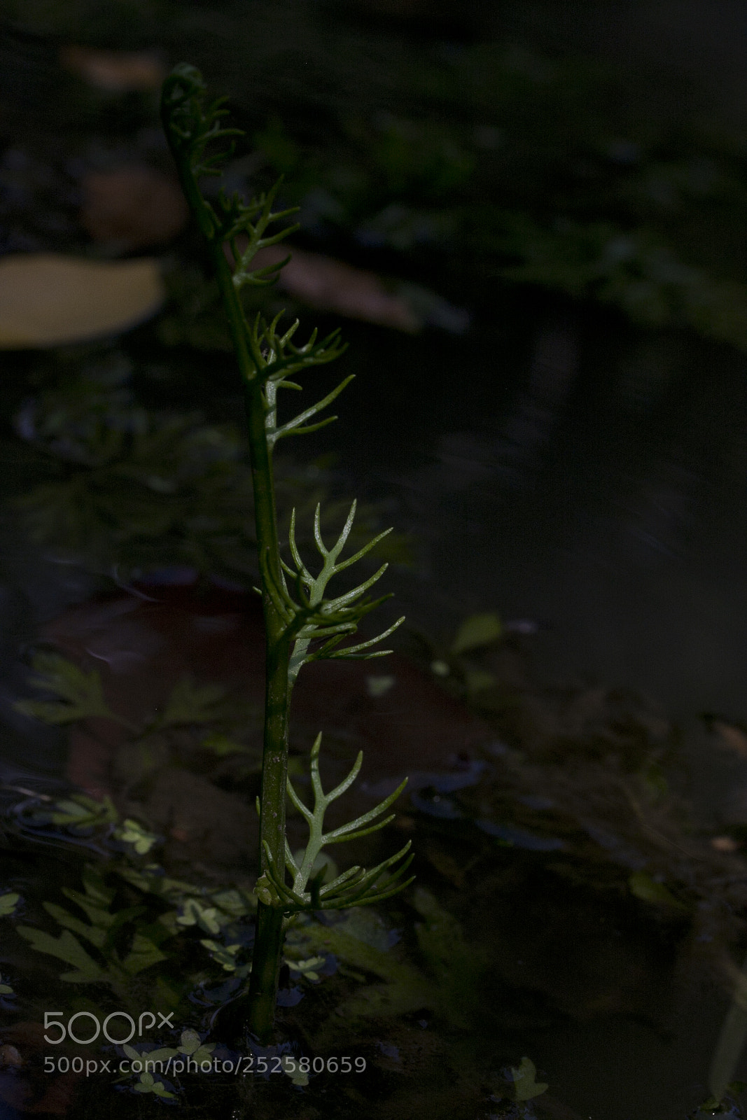 Canon EOS 40D sample photo. Img photography